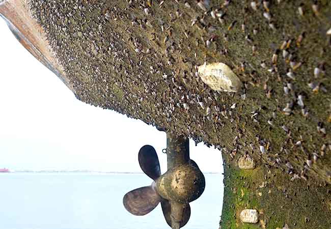 Anti-Fouling Systems